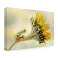 thumbnail image 4 of Linda D Lester 'Red Eyed Tree Frog On A Sunflower' Canvas Art, 4 of 4