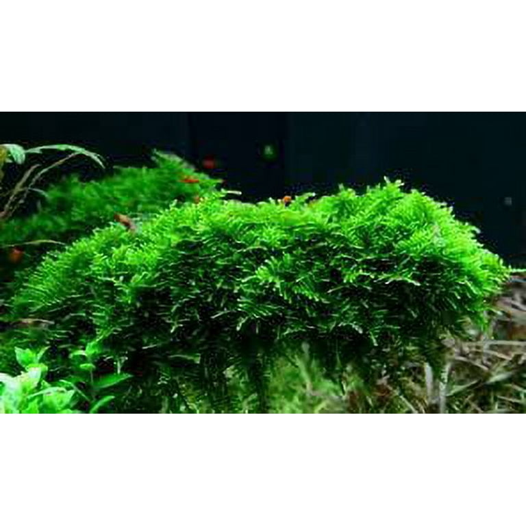 Christmas Moss Vesicularia Portion Live Aquarium Plants Buy2 Get1 Free, Size: Large 4 Ounce Cup, Green