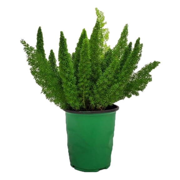 Tropical Plants of Florida 12" to 14" Foxtail Fern Plant; Asparagus Fern, Sword Fern, Partial Shade