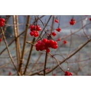 LAMINATED POSTER Mist Cold Winter Plant Berries Red Fog Frozen Poster Print 12 x 18