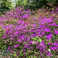 thumbnail image 4 of Direct Gardening 3 Gal. Pot PJM Elite Star Rhododendron Broadleaf Evergreen Purple Flowering Shrub, 4 of 6