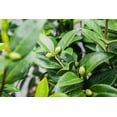 thumbnail image 3 of 3 Gal. Pink Perfection Camellia - Double Pink Flowers - Evergreen Foliage, 3 of 5