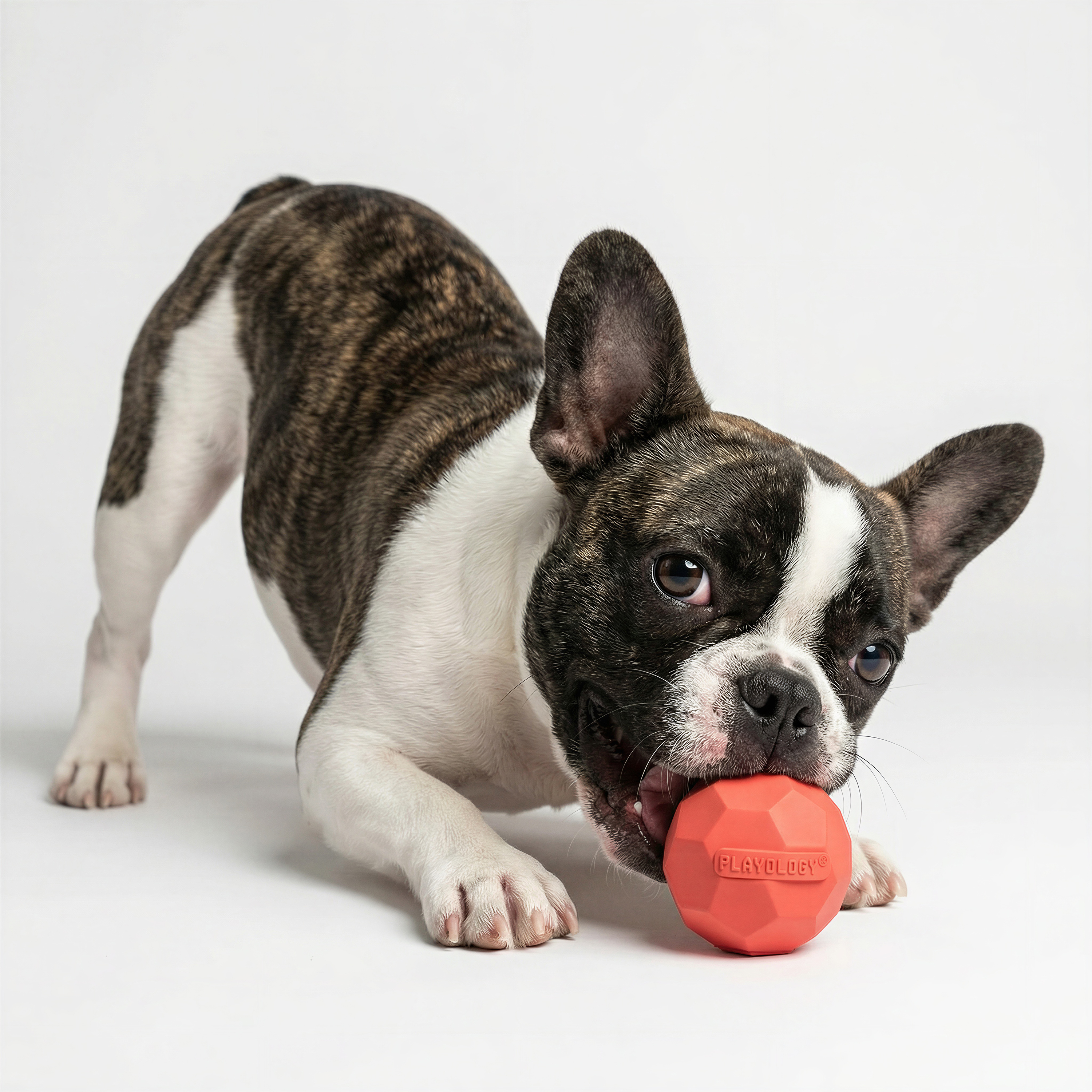 Playology Squeaky Texture Ball Beef Scented Toy, 3-pack, Small photo 3