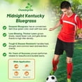 thumbnail image 3 of Outsidepride OptiGrowth-Enhanced Midnight Kentucky Bluegrass Grass Seeds, 1 lb - Slow Growth, 3 of 5