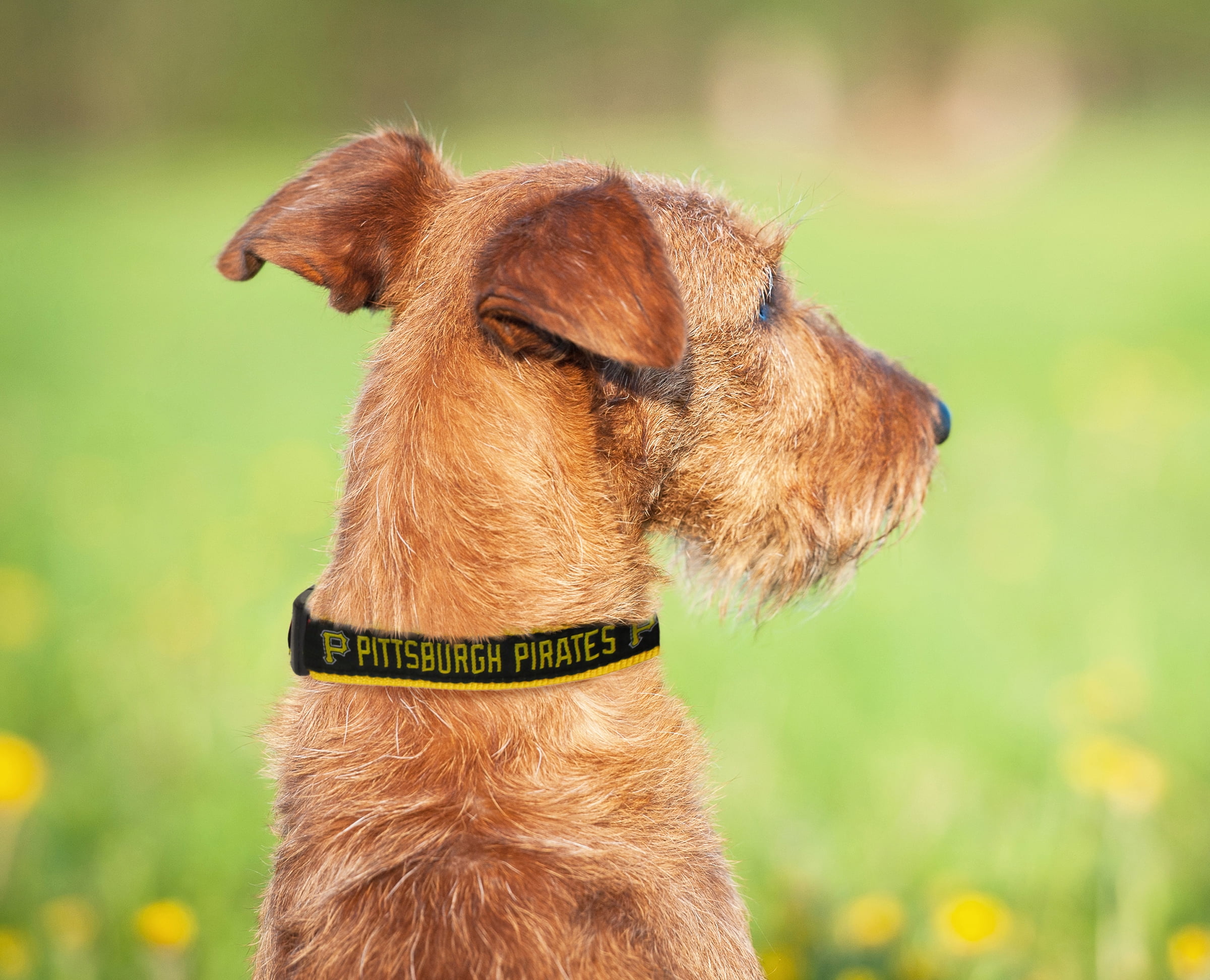 Pets First MLB Pittsburgh Pirates Dogs and Cats Collar - Heavy-Duty, Durable & Adjustable - Small