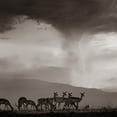 thumbnail image 2 of Fitzharris, Tim 15x15 White Modern Wood Framed Museum Art Print Titled - Impala and Lightning  Sepia, 2 of 4