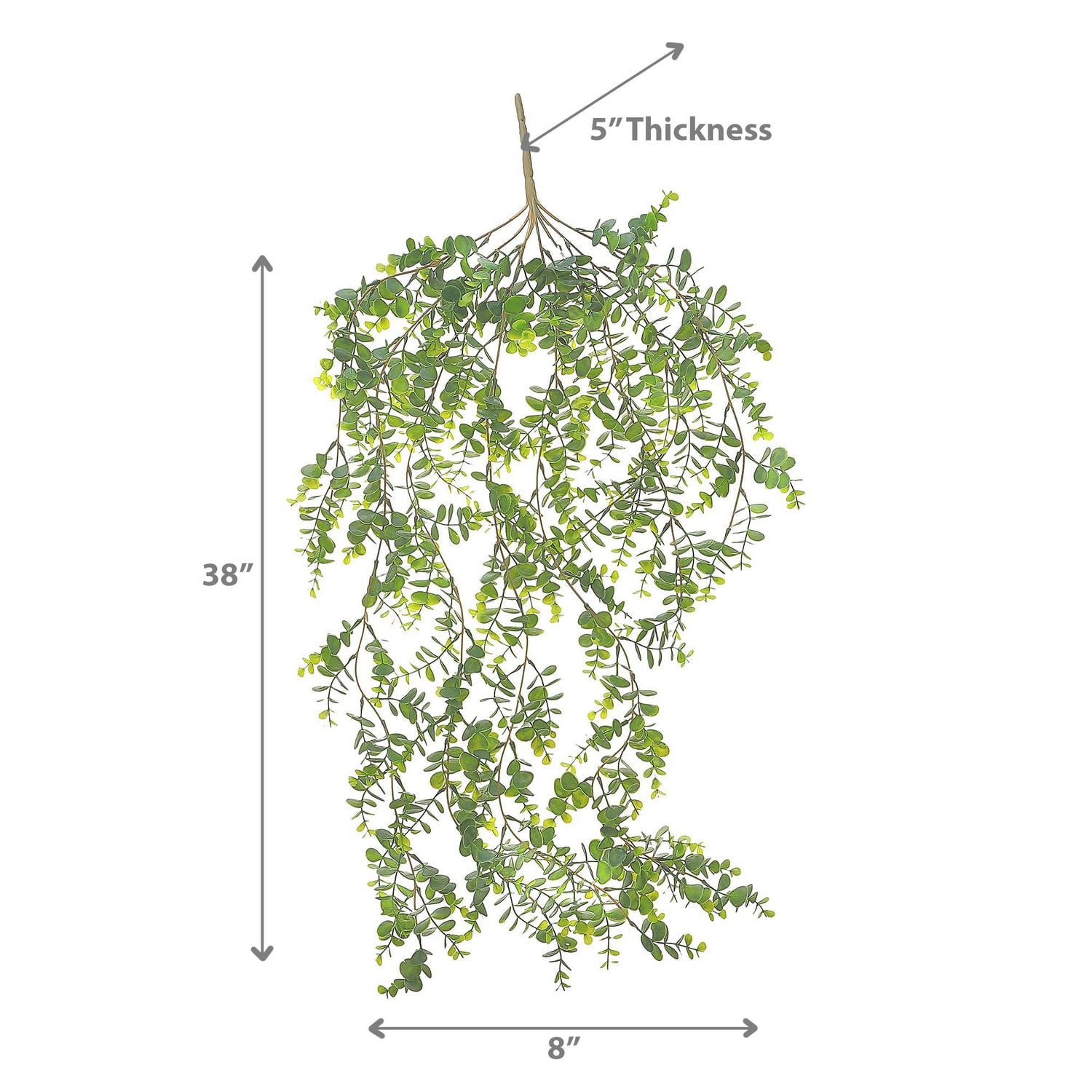 Eucalytus Suspendu Buisson