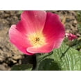 thumbnail image 3 of 500 Seeds CARMINE King CALIFORNIA POPPY Pink Eschscholzia Californica Flower Seeds, 3 of 7