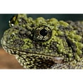 thumbnail image 2 of Smithsonian Institution 24x17 Black Modern Framed Museum Art Print Titled - Vietnamese Mossy Frog, 2 of 4