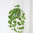thumbnail image 2 of AYktou Artificial Hanging Plants Potted, Artificial Flower Simulation Fern Plants Home Desktop Ornaments Hanging Baskets Potted Plants Wall Hanging Vines for Room Garden Indoor Outdoor Decor, 2 of 7