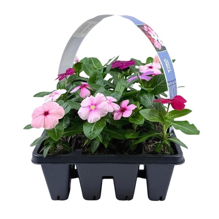 Expert Gardener 20 Pack Mix Colors Vinca Live Plant