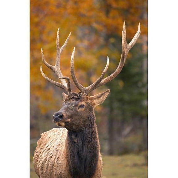 Large Elk in Jasper National Park Alberta Canada Poster Print by Carson Ganci, 22 x 34 - Large