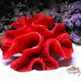 thumbnail image 4 of Holzlrgus 1Pc of Polyresin Coral Ornaments, Aquarium Coral Decor 4 7/10" x 4 7/10" x 1 9/10" for Fish Tank Aquarium Decoration[Updated Version], 4 of 4