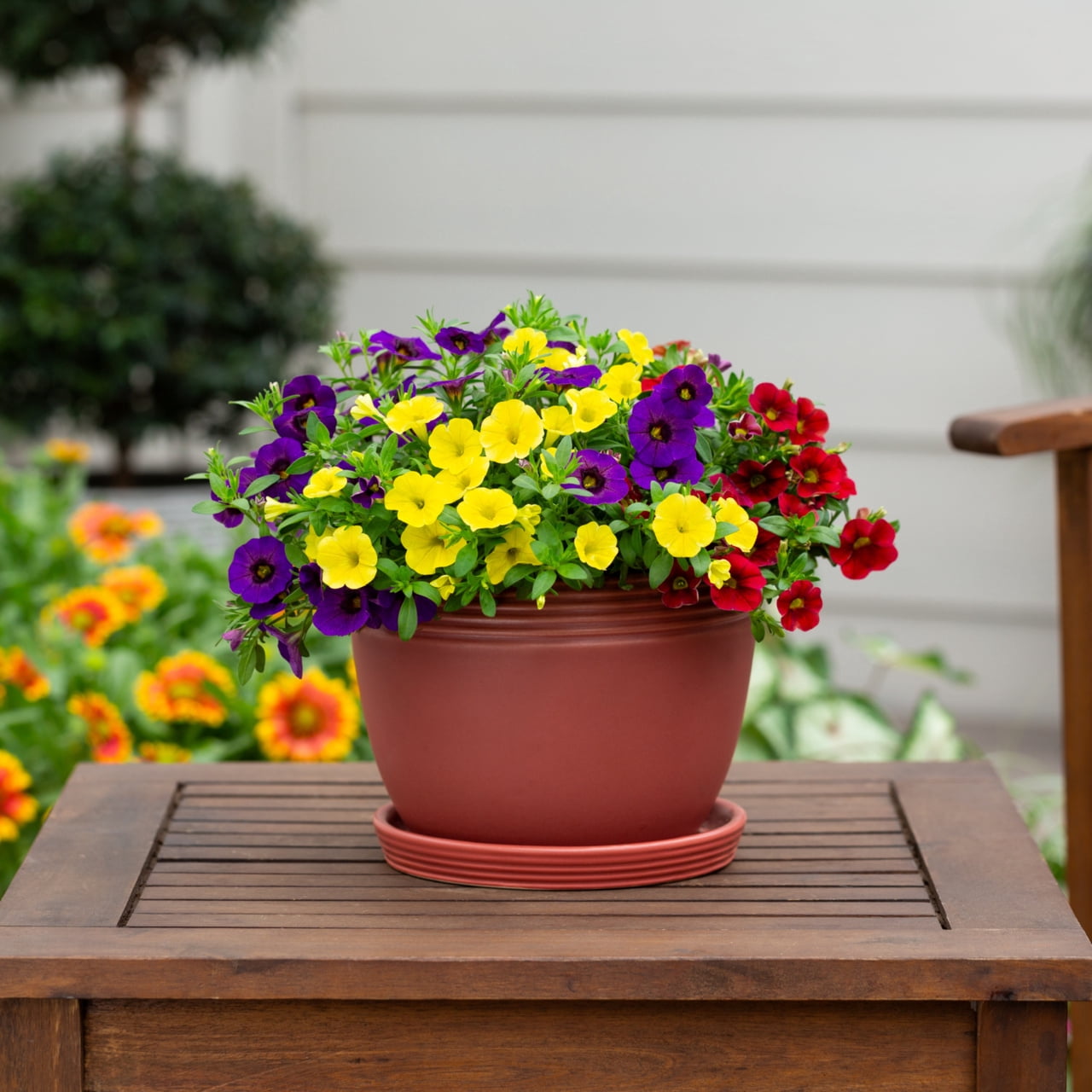 Containers Made Easy 3QT Multicolor Calibrachoa Hawaiian Hilo Live Annual Plant Sun
