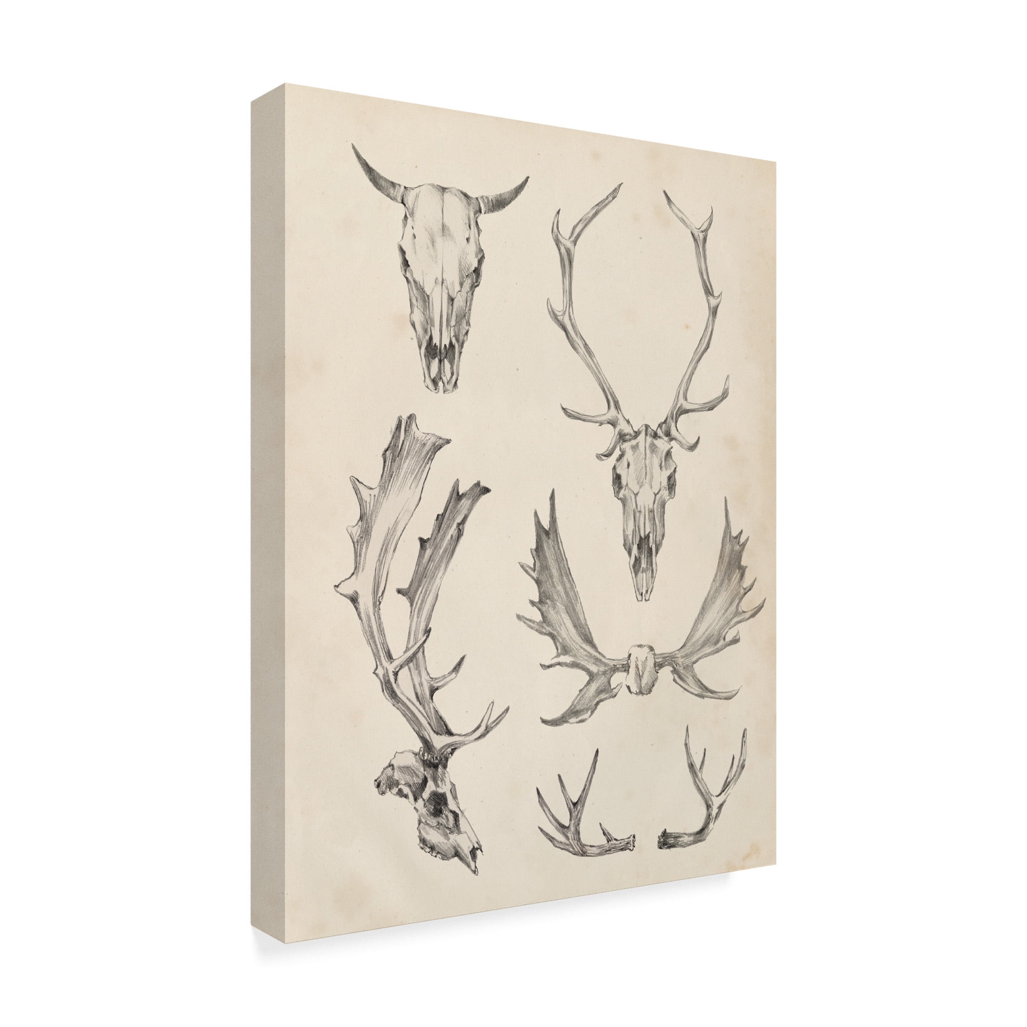 Trademark Fine Art 'Skull And Antler Study II' Canvas Art by Ethan Harper