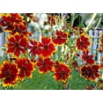 thumbnail image 6 of 1000 PLAINS COREOPSIS (Golden Tickseed) Coreopsis Tinctoria Flower Seeds, 6 of 6