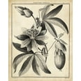 thumbnail image 2 of Sellier 12x14 Black Ornate Wood Framed with Double Matting Museum Art Print Titled - Passiflora III, 2 of 4