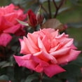 thumbnail image 3 of Heirloom Roses - Honeysweet Hardy Rose Bush - Live Orange Rose Bushes, 3 of 9