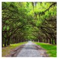 Southern Live Oak Tree Quercus Virginiana 20 Live Plants Durable
