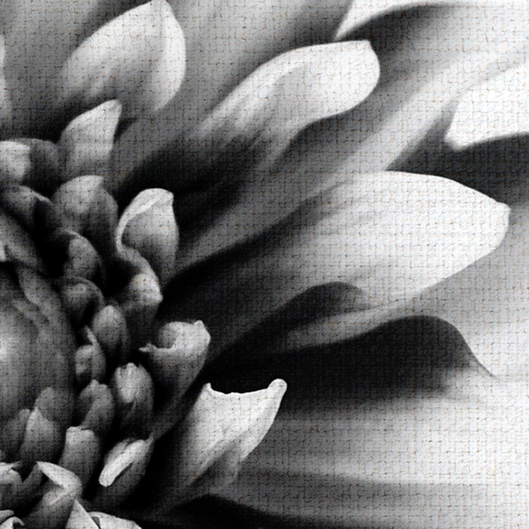 Masterpiece Art Gallery Daylight I Dahlia By Ilona Wellmann Canvas Art Print 20" x 20"