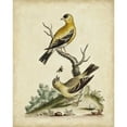 thumbnail image 3 of Edwards, George 20x24 Black Modern Framed Museum Art Print Titled - Edwards Bird Pairs III, 3 of 5