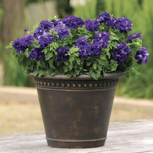 HJADGG Double Cascade Blue Petunia *35-40 Seeds*-Huge Double Blooms, Seed