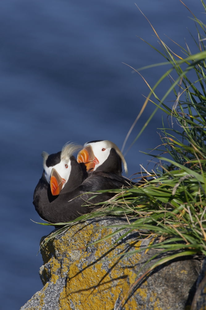 Pair of Tufted Puffins (Fratercula cirrhata) preening on a lichen covered boulder in afternoon sunshine Walrus Islands State Game Sanctuary Round Island Bristol Bay Alaska Canvas Art - Gary Schultz D