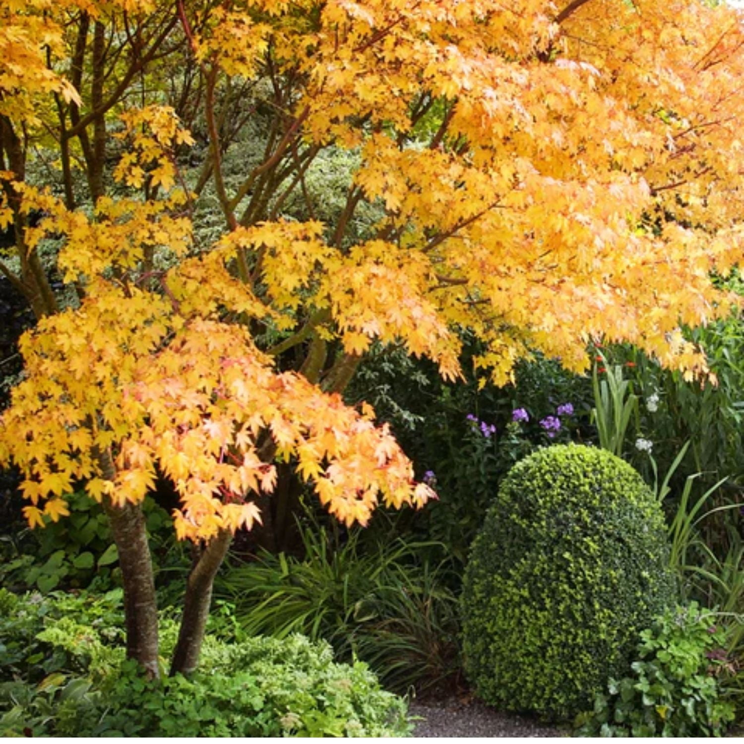 Expert Gardener 4-5' Maple Japanese Sango kaku in 2 gal. Grower Pot