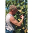 thumbnail image 6 of Felco 13" Thinning Shear, 6 of 6