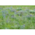 thumbnail image 2 of Gulin, Sylvia 24x18 White Modern Wood Framed Museum Art Print Titled - USA-Washington State-Colfax Palouse field of grass and lupine, 2 of 4