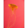 thumbnail image 2 of Miller, Anna 12x14 Gold Ornate Wood Framed with Double Matting Museum Art Print Titled - Jellyfish-Shedd Aquarium-Chicago-Illinois-USA, 2 of 4