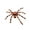 35inch, variant on Giant Halloween Spider Prop | Outdoor Decor | Creepy Crawler Haunt Decor for Yard Lawn Tree | Foam Metal Plastic Construction | Weatherproof Horror Feature