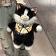 thumbnail image 1 of Mochila Ragdoll Cat para niñas Bolso de hombro de felpa para gatos con tirantes ajustables, bolso de muñeca de peluche suave para colegio, viajes, cumpleaños o Navidad, 1 of 8