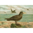thumbnail image 2 of Johann Friedrich Naumann 24x18 Black Ornate Framed Double Matted Museum Art Print Titled: Ossifraga Gigantea (Gmel.), Riesen-Sturmvogel, 2 of 5