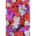 thumbnail image 2 of Expert Gardener Brand 1.5 Gallon Shade Impatiens Various Colors Annual Live Plants, 2 of 6