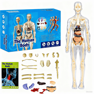 4D Master Gummi Bear Skeleton Anatomy Model Kit, Clear - Walmart.com