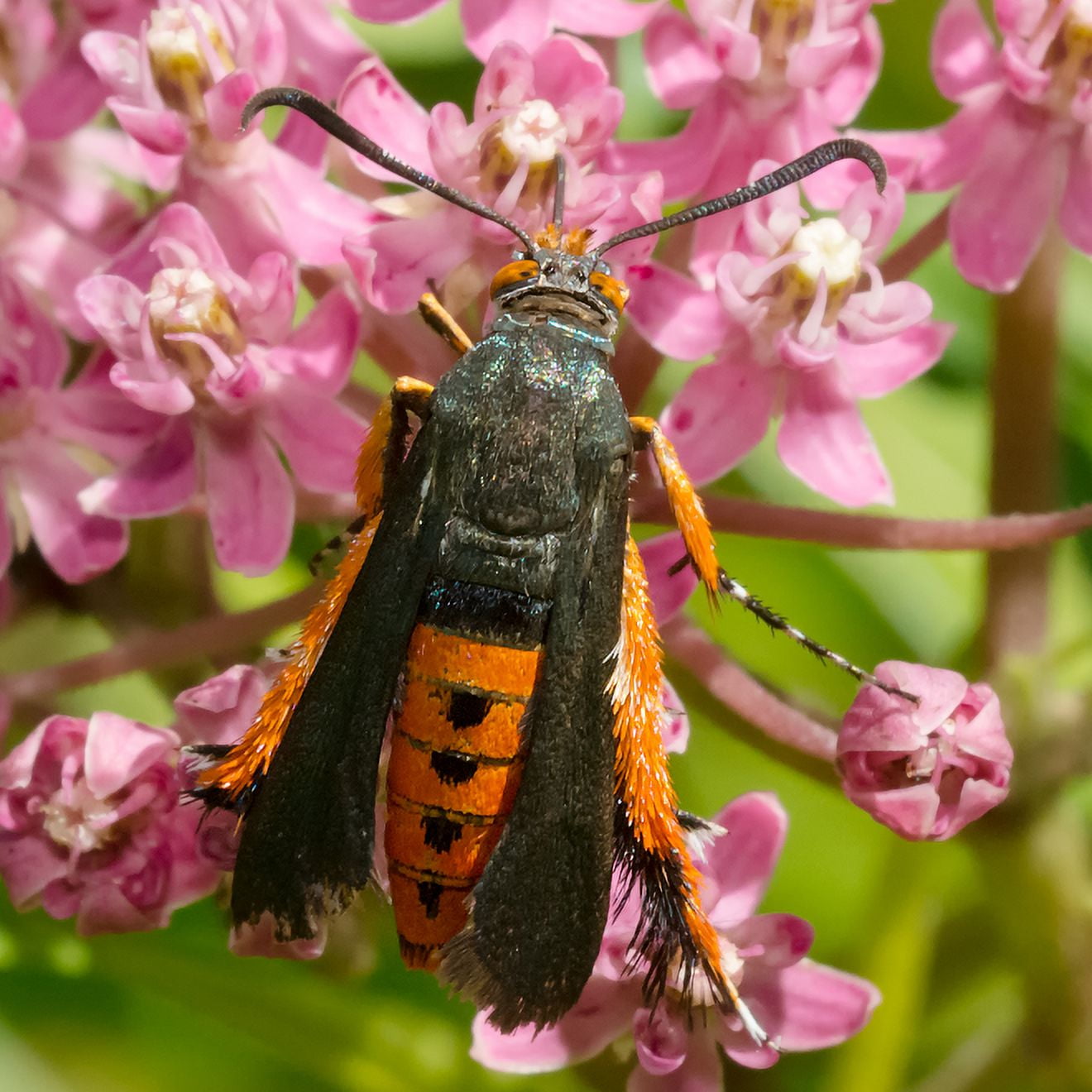 VivaTrap! VT-100 Squash Vine Borer Moth Trap & Lure (2 Pack, 8 Week)
