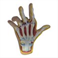 thumbnail image 1 of Modelo de Mano de Osteoartritis, Modelo de Patología de la Mano, Réplica de Anatomía y Fisiología , Modelo de Anatomía del Consultorio, 1 of 5