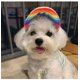thumbnail image 1 of RV Gorra para perro talla M, gorra deportiva de béisbol, gorra para el sol para mascotas, gorra de lona ajustable para viajes deportivos al aire libre de verano Sailing Electrónica, 1 of 5