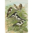 thumbnail image 3 of Johann Friedrich Naumann 14x18 Black Modern Framed Museum Art Print Titled - Muscicapa Atricapill, Muscicapa Collar Semitorquata, Muscicapa Collar Bechst, 3 of 5