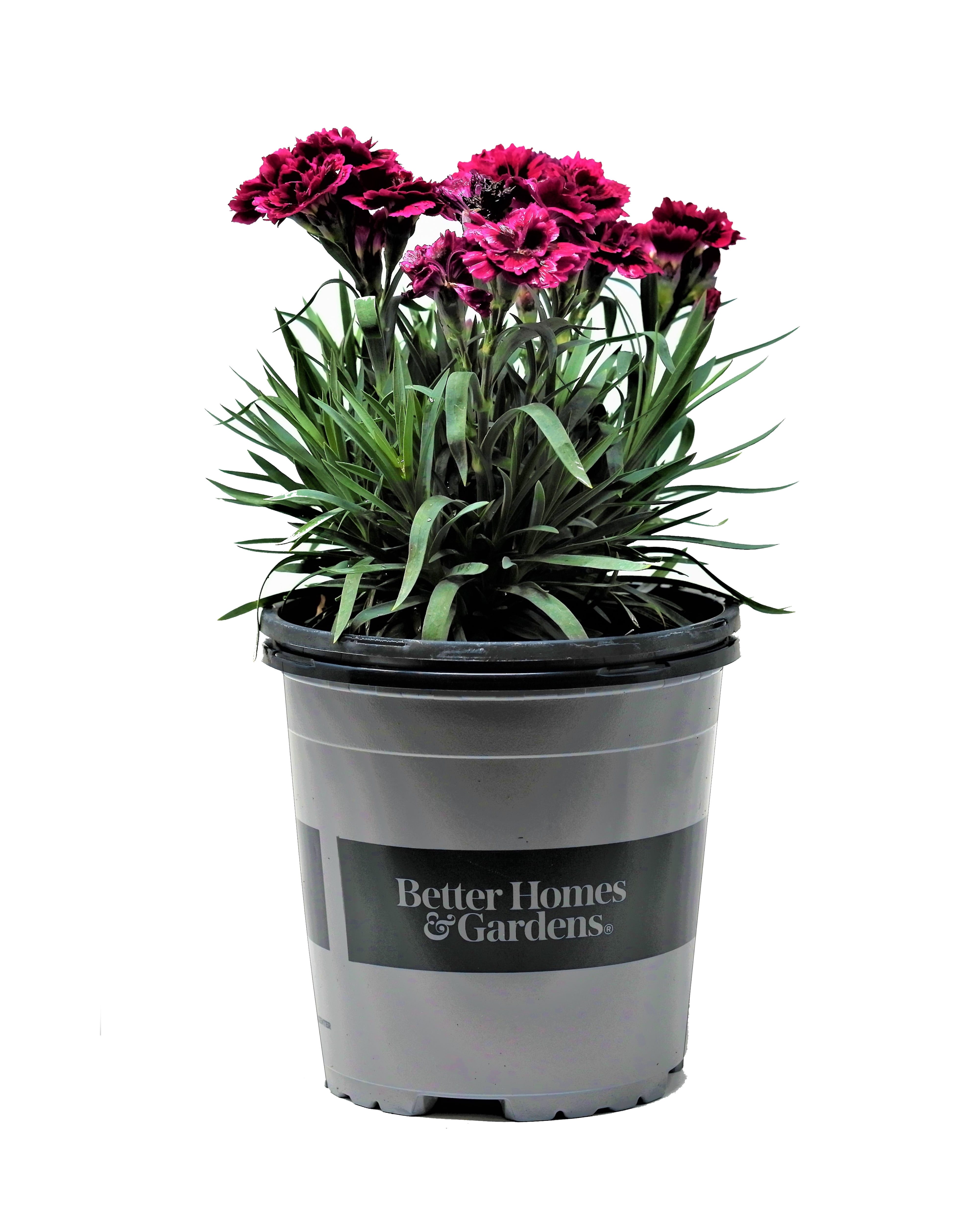 Better Homes and Gardens Outdoor Live Plant Dianthus Carnation Odessa ...