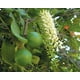thumbnail image 3 of Nuez de Macadamia Natural Gourmet Macadamia Macadim Natural 1kg Natural Nuez Macadamia Bolsa Kraft Hermética., 3 of 3