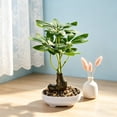 thumbnail image 4 of EDHITNR Artificial Money Tree Bonsai Mini Plastic Green with White Pot Faux Potted for Desk Shelf Decor, Realistic Leaf Texture Small Potted Bonsai Indoor Ornament, 4 of 6