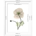 thumbnail image 5 of Art.com Iceland Poppy Portrait 1 Premium Giclee Print by Albert Koetsier, White Frame Wall Art, 32" x 40", 5 of 5