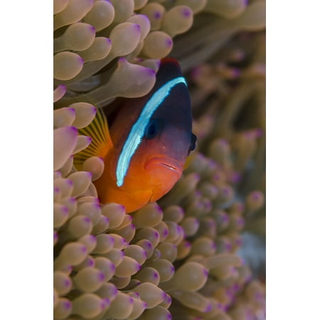 Fiji. Clownfish hiding among sea anemones. Print Wall Art By Jaynes