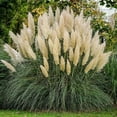 thumbnail image 2 of Expert Gardener 1 ft Pampas White Live Grass in 1- Gallon Grower Pot, 2 of 5