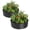 Black, variant on Petyee 2x2x1FT Round Galvanized Raised Garden Bed,Outdoor Metal Patio Planter Box for Vegetables, Flowers and Plants, Rust-Resistant,Silver
