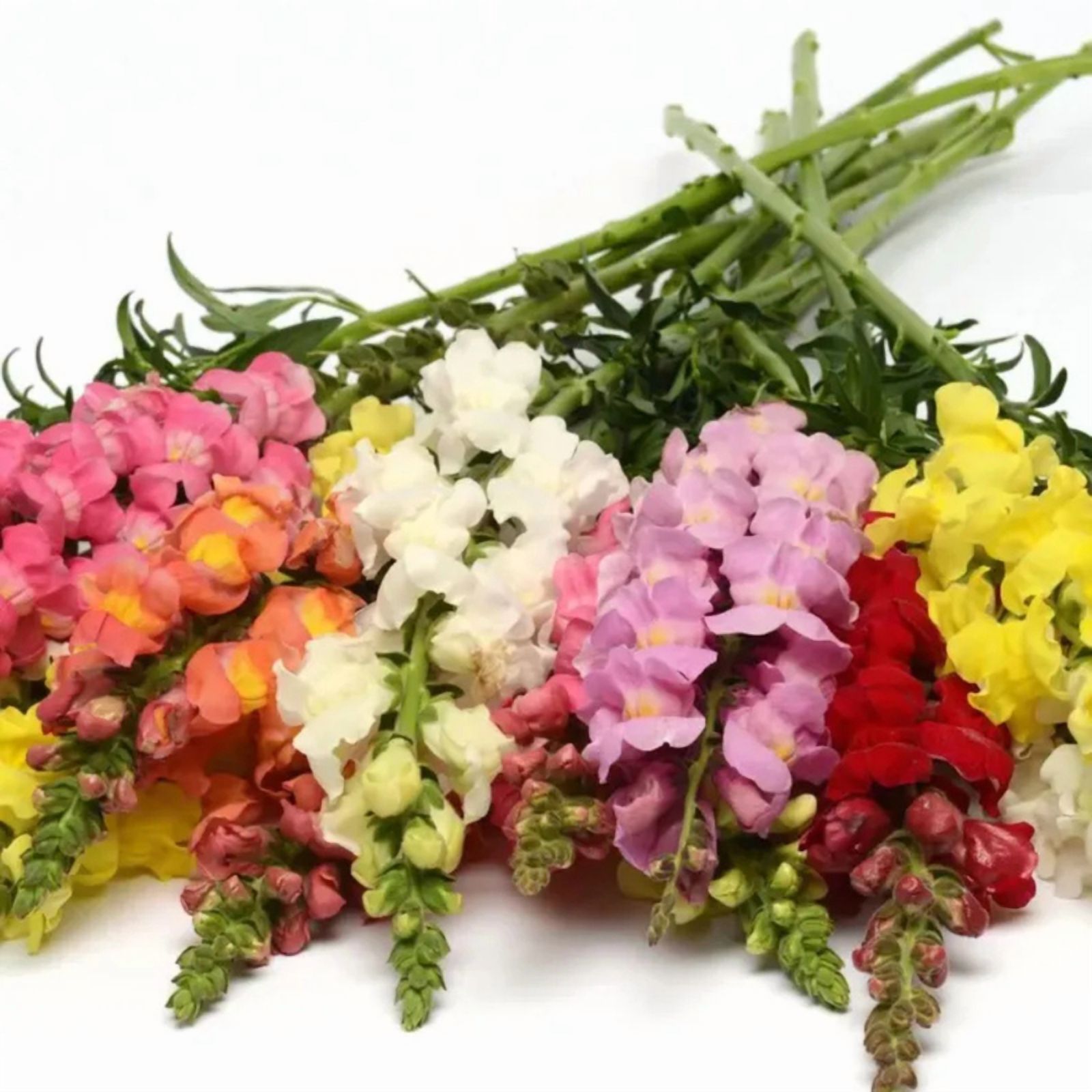 30 Potomac Snapdragon Mix Seeds
