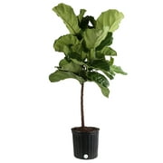 Costa Farms Live Indoor 42 in. Tall Fiddle Leaf Fig; Indirect Sunlight in 10in. Grower Pot