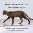 thumbnail image 5 of Sophie's Apawthecary Cat Hip and Joint Glucosamine Liquid Supplement 2 oz for Pain Relief and Improved Joint Flexibility, 5 of 8